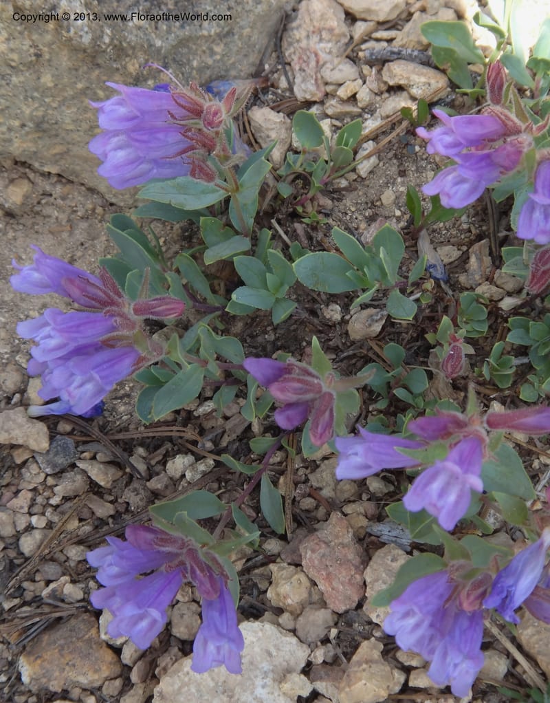 Penstemon montanus var. idahoensis. Davidson, C #12080--ID, Valley Co., Elk Summit, 7 Aug 2012  DSC00622 (16).JPG