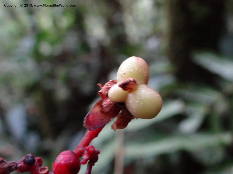 Lepisanthes, Buerki, S 327--Malaysia, Sabah. Mt. Kinabalu. 5 Apr 2012. DSC06767 (188).JPG