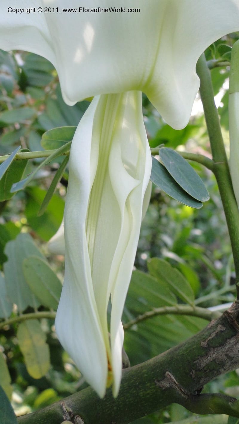 Sesbania grandiflora, Gereau--Tanzania. Univ. of Dar es Salaam. 9  May 2010 367 (16).jpg