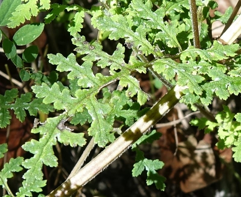 Pedicularis pseudomelampyriflora, C. Davidson 13757--China. Sichuan. Yibailingba-gou. 12 Aug 2017. DSC04660 (590).JPG