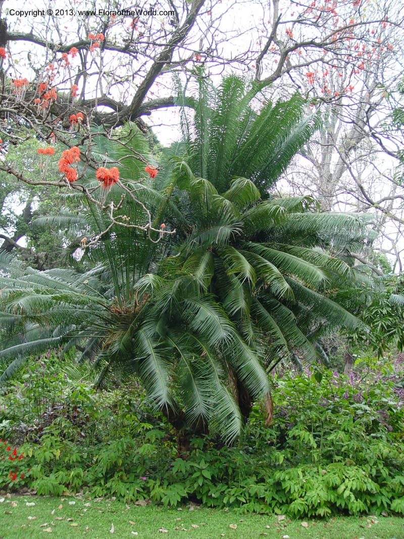 Cycas thouarsii--Durban Botanic Garden. 27 Sept 03. 064.jpg