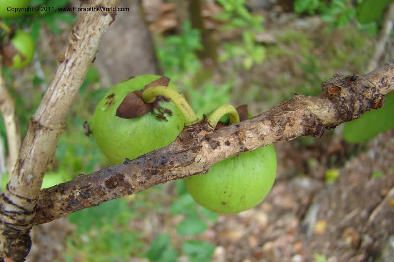 Mammea, M. Callmander 768--New Caledonia. Upper Tene River Valley. 19 Jan 2010. 377 (89).jpg