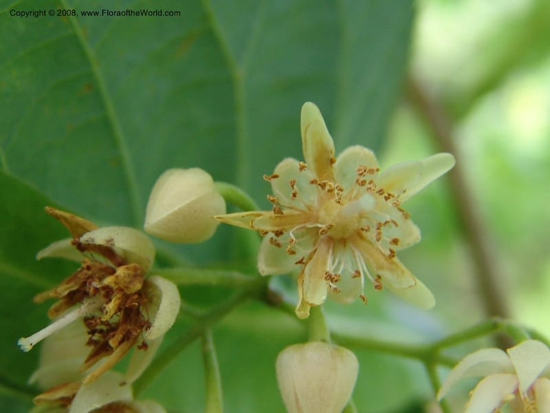 Tilia americana v. caroliniana--TX. Johnson Wildflower Center. 13 Jun 04. 006.jpg