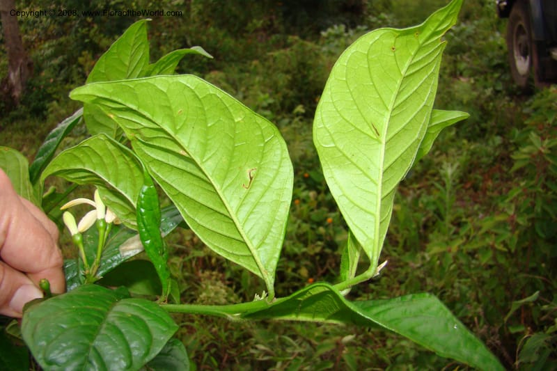 Turraea, WKindeketa2993--Tanz. Rungwe Distr. Rungwe For. Res. 24 Jan 08. 275.jpg