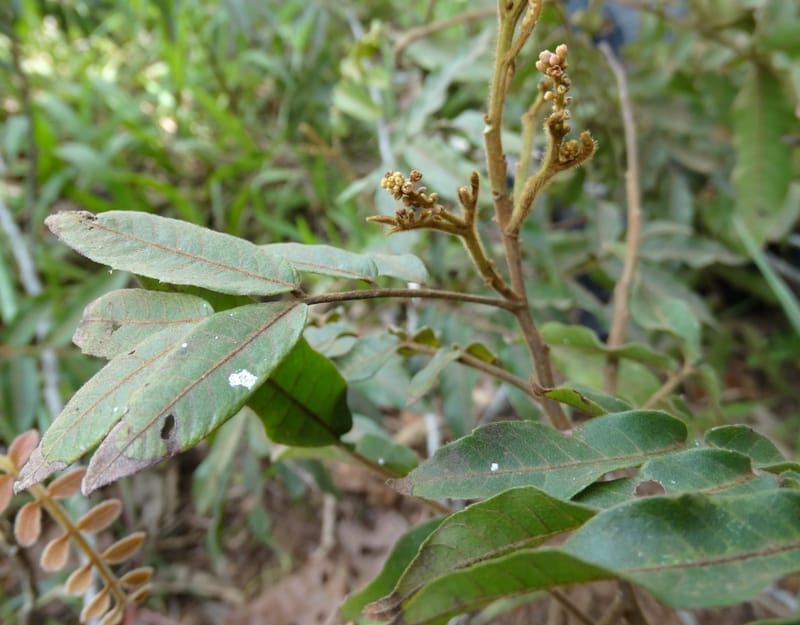 Alectryon vitiensis, Munzinger, J 7376--Fiji. Valeni Vill. 6 Nov 2015. DSC09910 (9).JPG