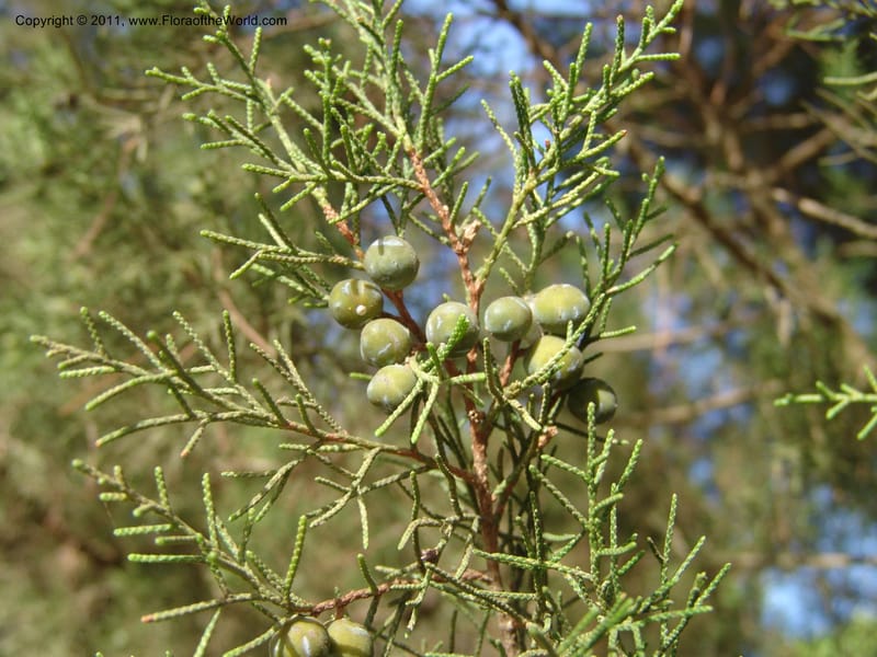 Juniperus phoenicea--Spain. Andalucia. Parque Nacional Donana. 7 Oct 04. 061.jpg