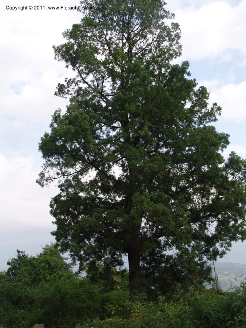 Decussocarpus falcatus--Ethiopia. Wendo Genet, near Wabe Shebelle Hotel. 14 July 04. 001 (4).jpg