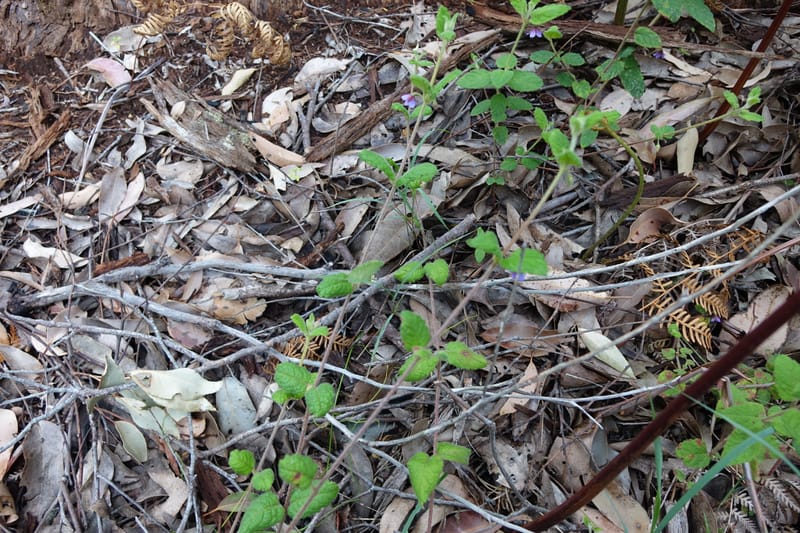 Tremandra stelligera, Davidson, C 13511--Australia. W.A. Valley of the Giants Rd. 29 Oct 2016. DSC06689 (93).JPG