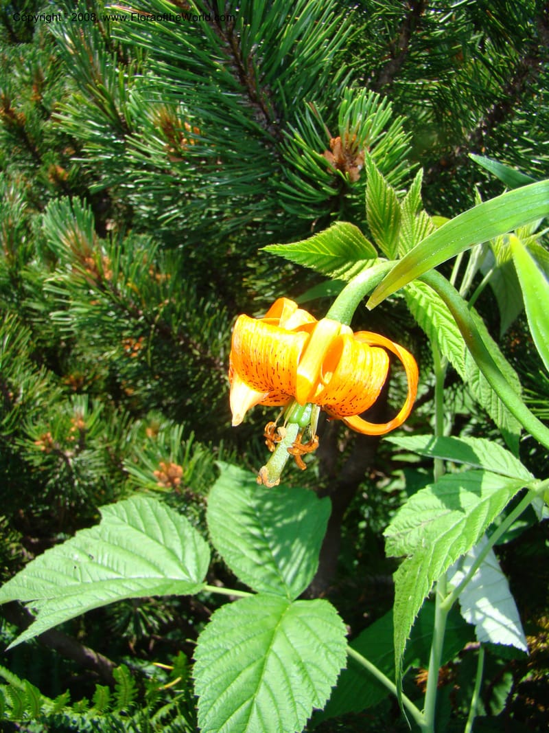 Lilium carniolicum, CDavidson11253--Slovenia. Gorenska Reg. Velika Planina. 6 Jul 08. 129.jpg