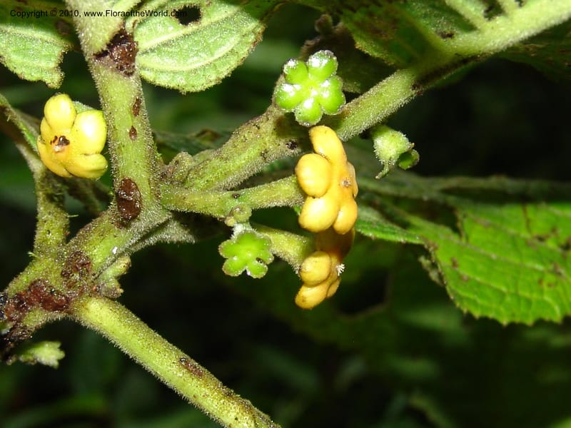 Siparuna aspera, Croat 95735--Ecuador. Maquipucuna Biol. Res. Send. Princip. 11 Mar 06. 260 (20).jpg
