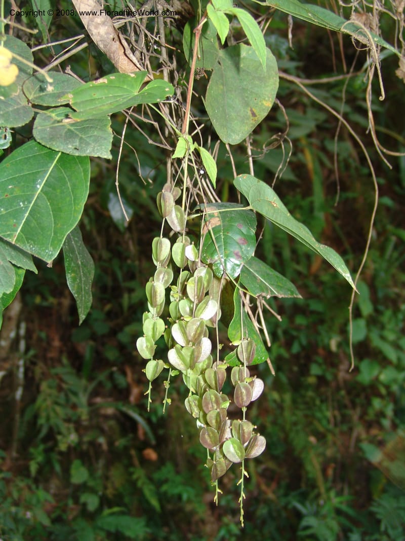 Dioscorea, N.Martinez589--MX. Chiapas.  Camino Finca Prusia a Queretaro. 12 Nov 04. 032.jpg