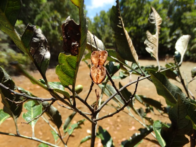 Lepidocupania lepidota, Callmander, M 1239--New Caledonia. Mont Dzumac. 12 Nov 2015. DSC01563 (339).JPG