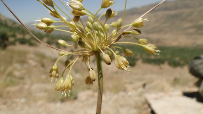 Allium chloranthum, A. G. Miller 132.3--Iraq. Kurdistan. Shakh-i Pira Magun. Gueza Khan. 11 June 2010. 114 (2).jpg