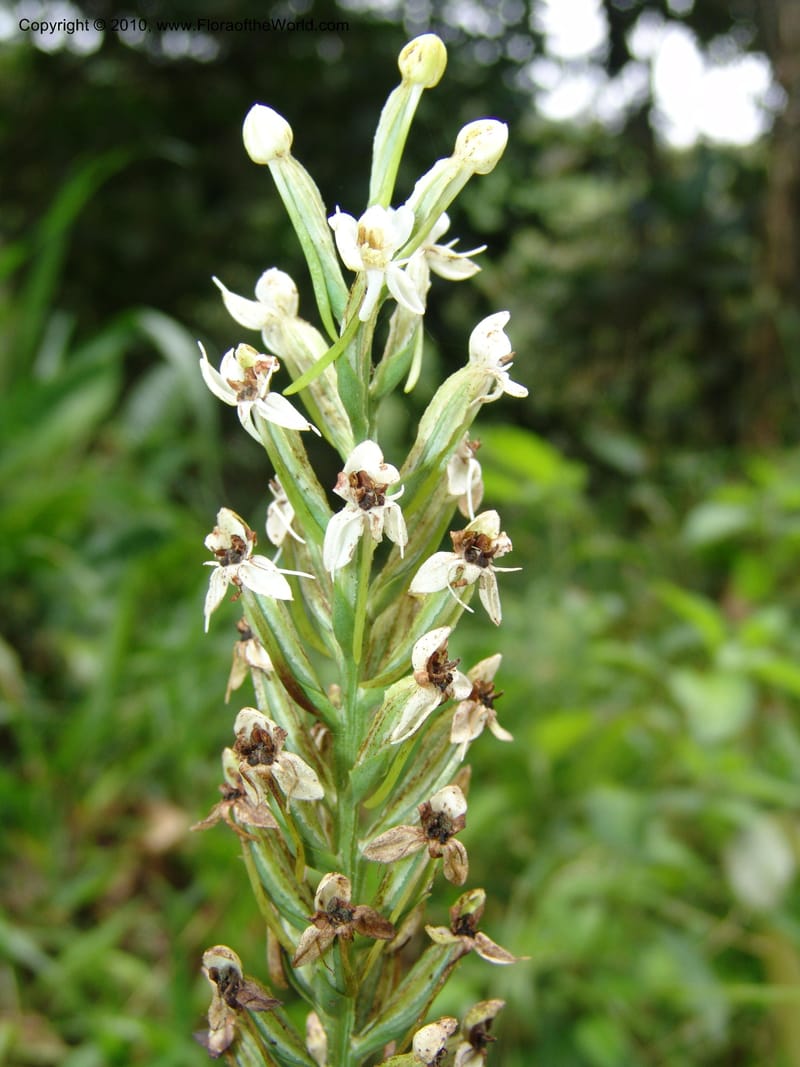 Habenaria, Croat 96282--Ecuador. Prov. Pichincha. La Union-Chiriboga-Quito. 22 Mar 06. 180 (4).jpg