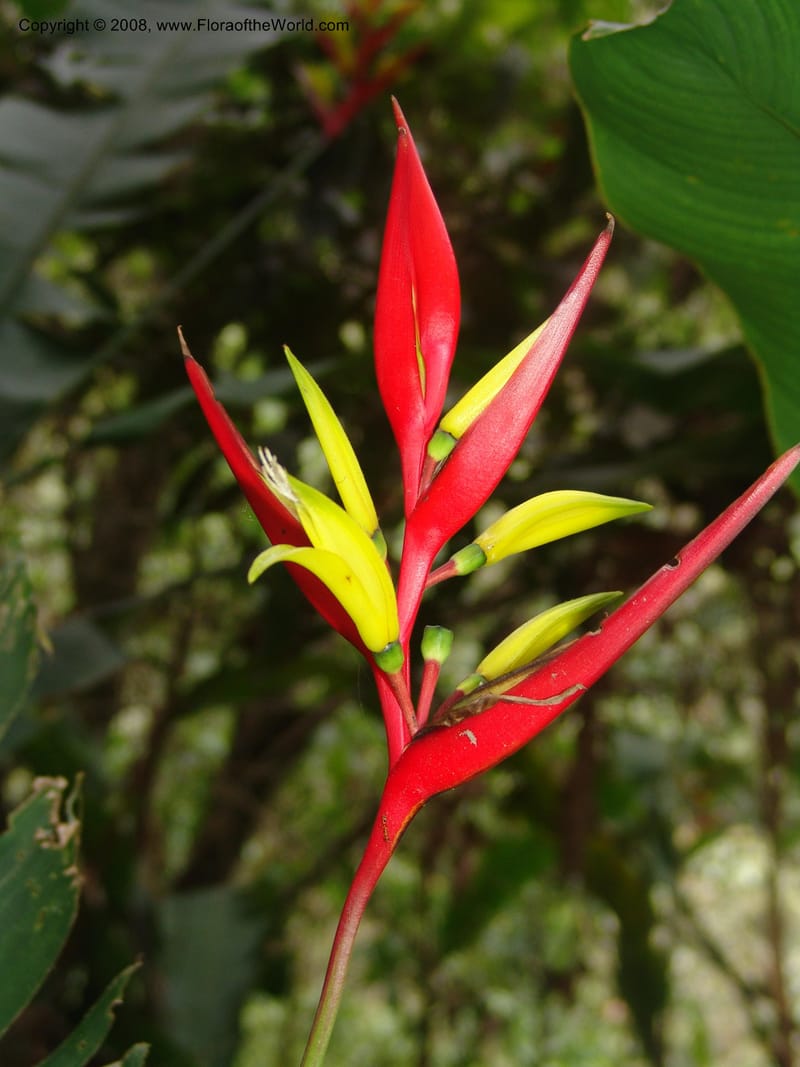 Heliconia affinis--Peru. Edo. Cuzco. Jard. Bot. at Machu Picchu. 27 Oct 05. 001.jpg