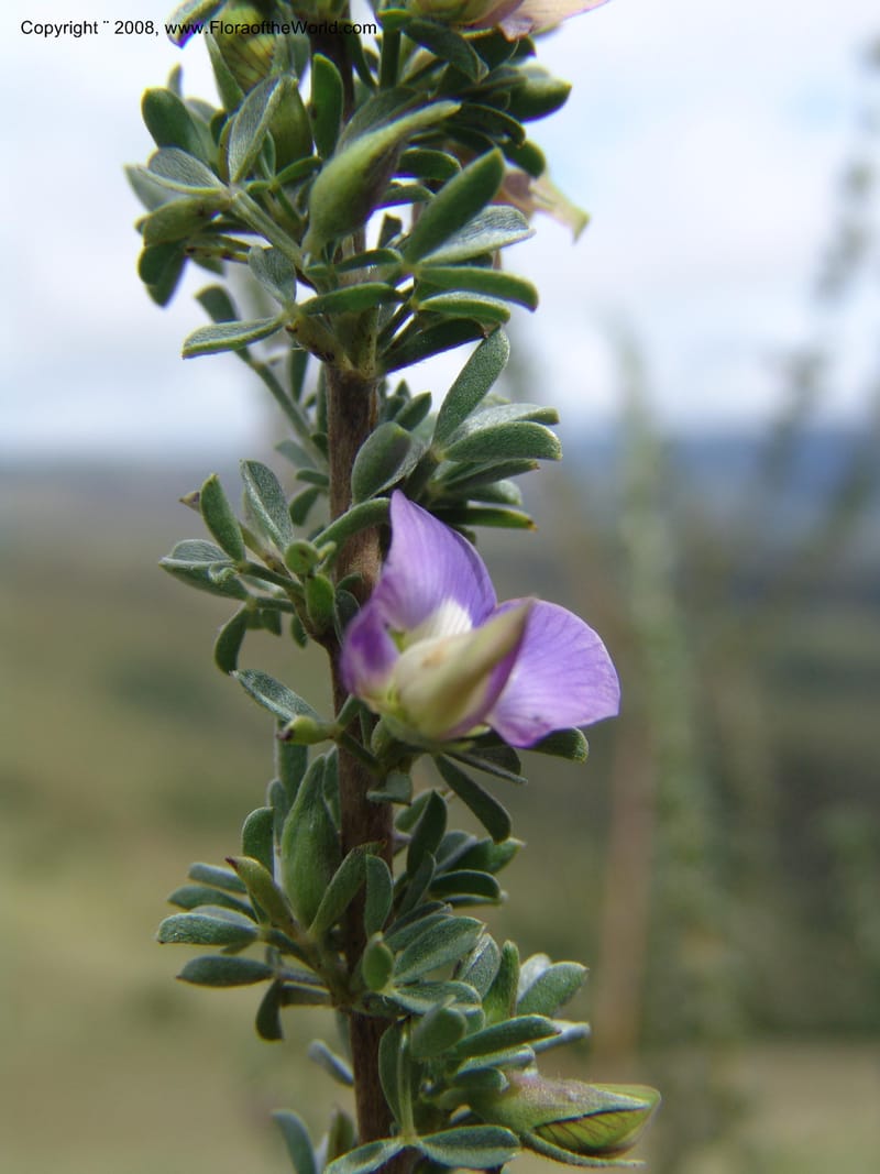 Lotononis stricta--So.Africa. E. Cape. Waringham Farm, Quanti Area, Stut. 8 Mch 05. 335.jpg