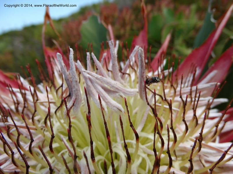 Protea cynaroides, Davidson, C 12315--South Africa. Western Cape. E. side, Fernkloof. 24 Jan 2014. DSC01799 (137).JPG