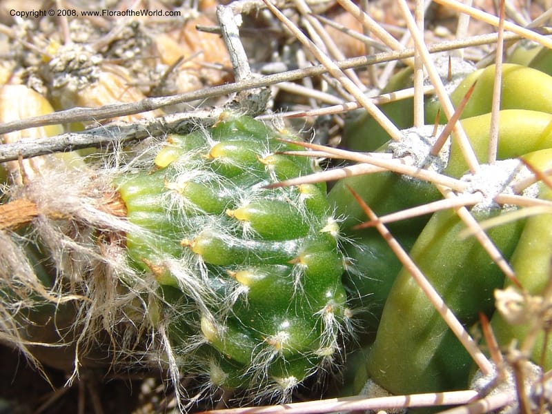 Echinopsis bridgesii--Bolivia. La Paz. Send. Aguila. 4 Dec 04. 139.jpg