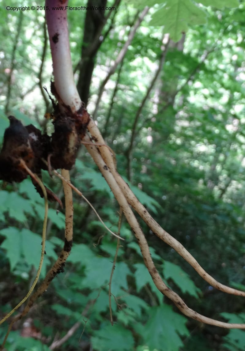 Hydrophyllum macrophyllum, Davidson, C 13025--North Carolina. Haywood Co. Pigeon R. 16 May 2015. DSC05923 (91).JPG