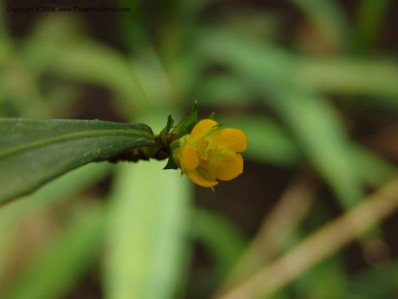 Turnera rupestris--France. Nancy. Jard. Bot. Montet. 2 May 05. 115.jpg