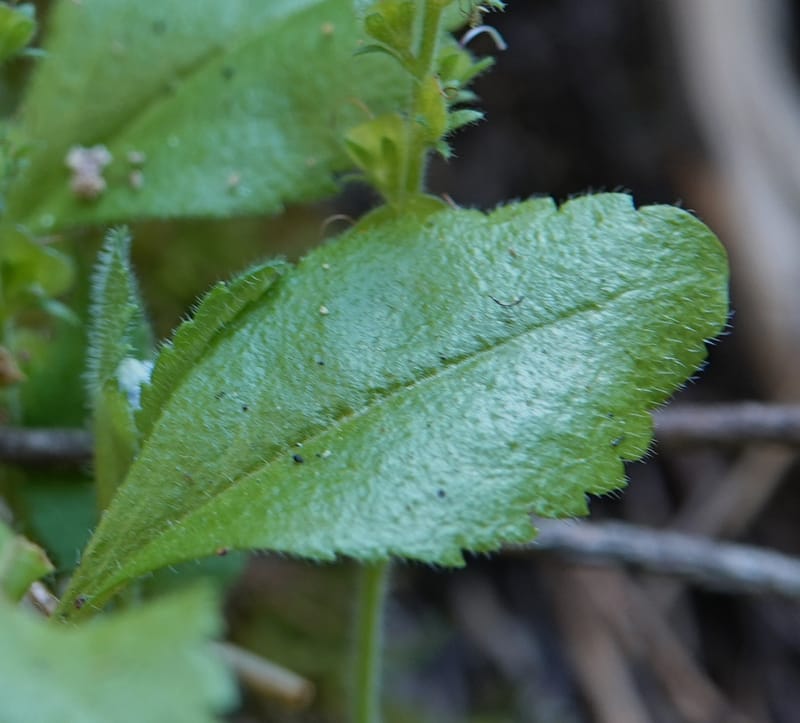 Veronica officinalis, C. Davidson 13799--ID. Latah Co. FSR 447. 7 Jul 2018. DSC05707 (124).JPG