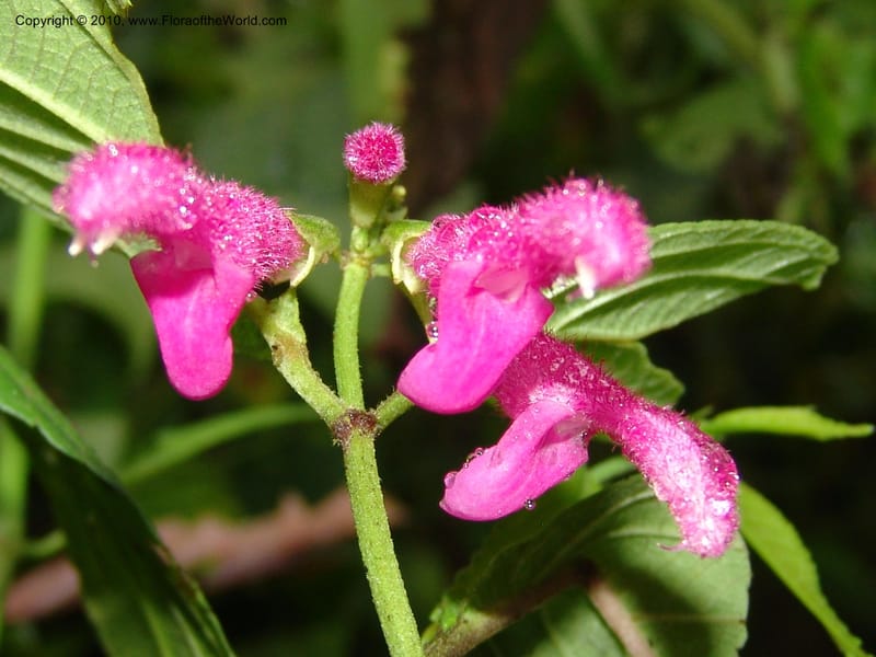 Salvia, Croat 95732--Ecuador. Maquipucuna Biol. Res. Send. Princip. 11 Mar 06. 303 (7).jpg