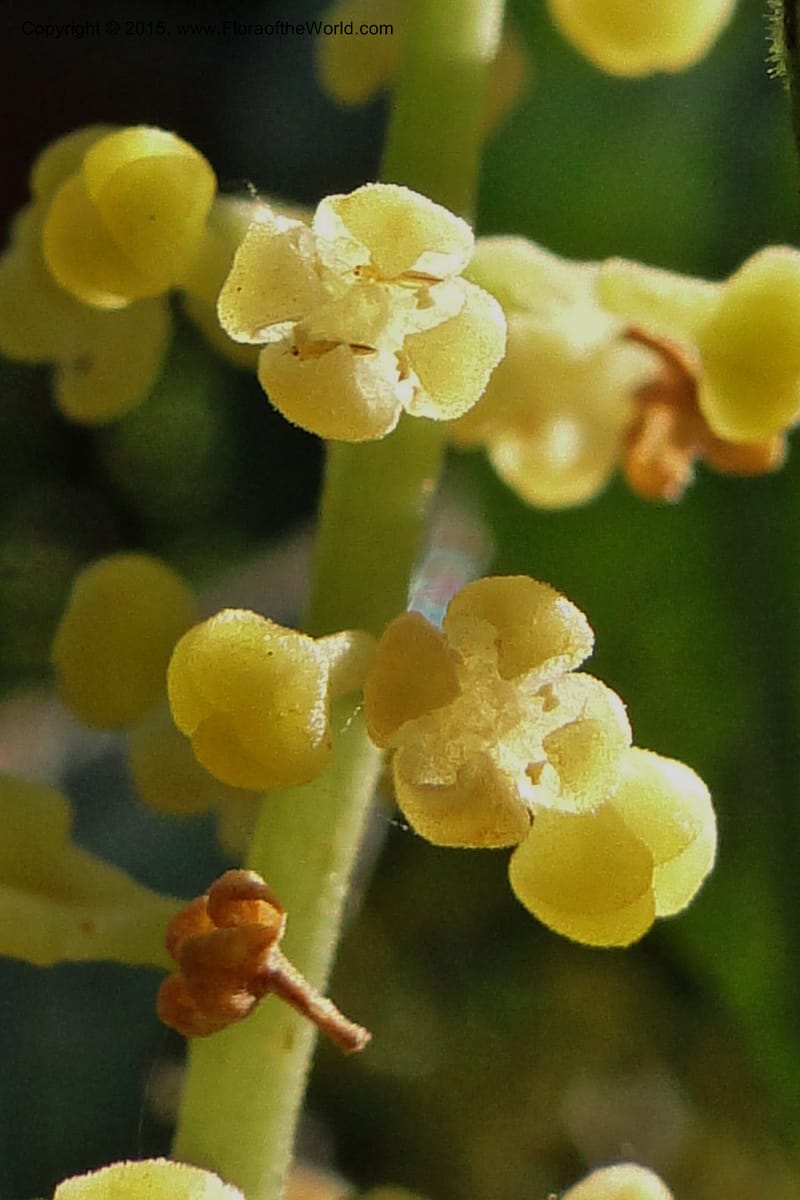 Chionanthus, Regalado 1840--Viet Nam. Bach Maa. 9 May 2011. 133 (9).jpg