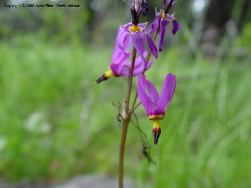 Dodecatheon pauciflorum--ID. Valley Co. Ponderosa St. Park. 5 Jun 04. 09.jpg
