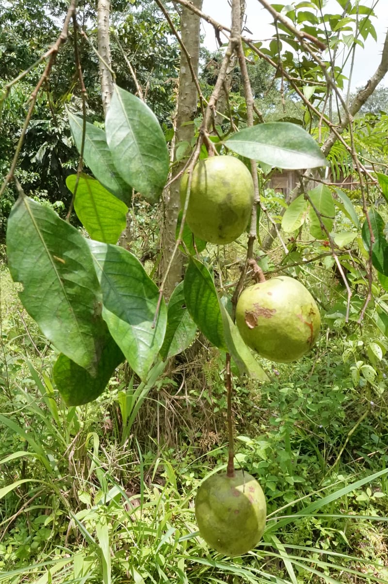 Irvingia gabonensis, C. Davidson 13929--Gabon. Missome Village. 31 Oct 2018. DSC00817 (136).JPG