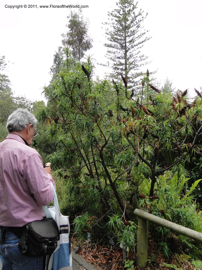 Richea dracophylla--Tasmania. Royal Tasmanian Botanical Garden. 26 Jan 2010. 2666 (4).JPG