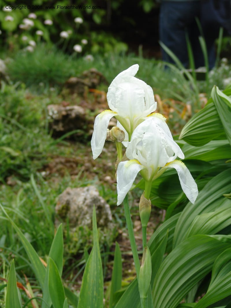 Iris florentina--France. Paris. Jardin des Plantes. 28 Apr 05. 151.jpg
