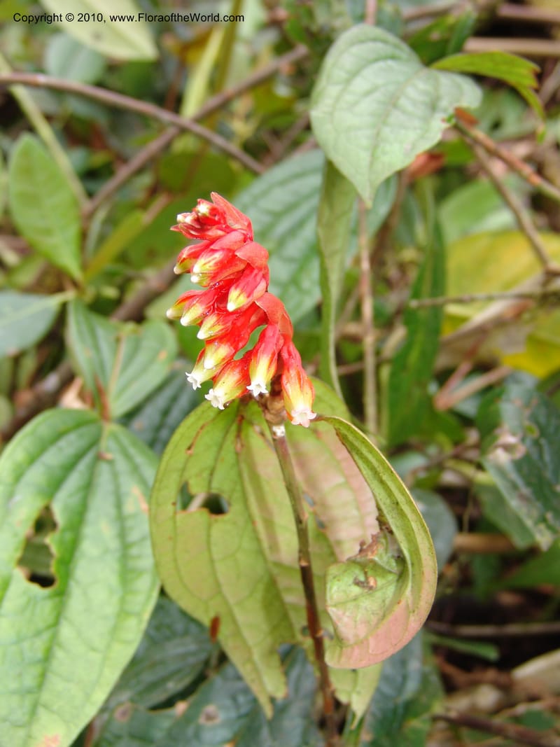 Plutarchia, Croat 96382--Ecuador. Prov. Pichincha. Pacto-Pto. Quito Rd.. 25 Mar 06. 115 (2).jpg