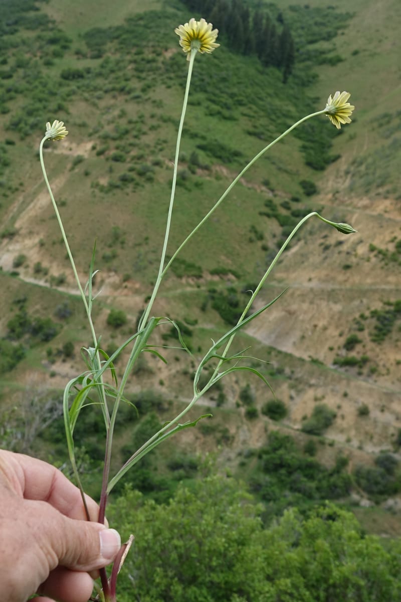 Microseris nutans, C. Davidson 13583--ID. Boise Co. Scott Mtn. L.O. Rd. 25 May 2017. DSC00708. JPG (243).JPG