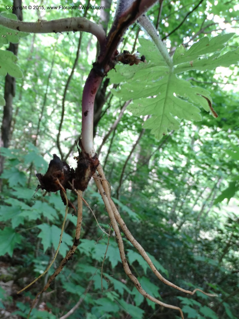 Hydrophyllum macrophyllum, Davidson, C 13025--North Carolina. Haywood Co. Pigeon R. 16 May 2015. DSC05923 (92).JPG