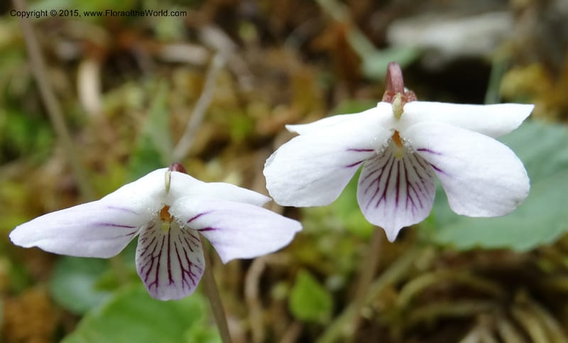 Viola, Boufford, D 43644--China. Sichuan. XiaYingShan to XiangZhai. 10 May 2014. DSC05109 (222).JPG