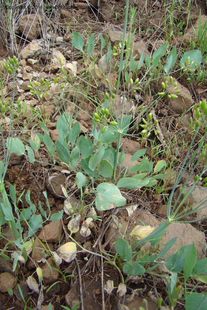 Lomatium nudicaule, C. Davidson 11435--Idaho. Adams Co. Smokey Boulder Rd. 6 June 2009. 311.jpg