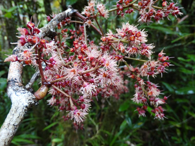 Syzygium, Plunkett, G 3181--Fiji. Waisali Rainf. Reserve. 4 Nov 2015. DSC08848 (17).JPG