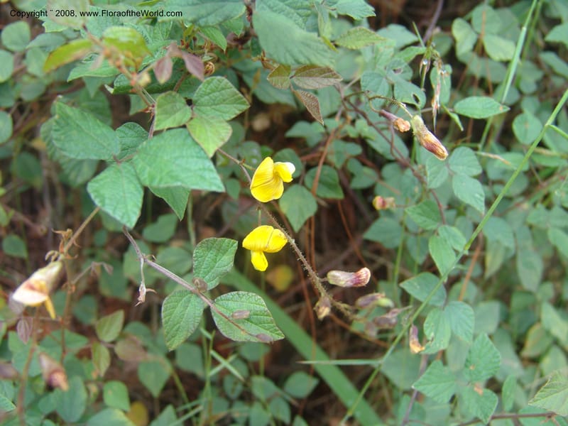 Rhynchosia--So.Africa. Mpumal. Moodie Mts.  18 Mch 05. 166.jpg