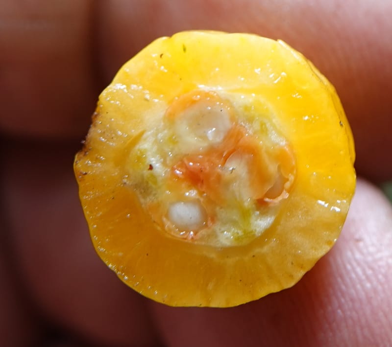 Horsfieldia prainii, D. Boufford 44155--China. Yunnan. Bam Po village. 5 May 2018. DSC02406 (86).JPG