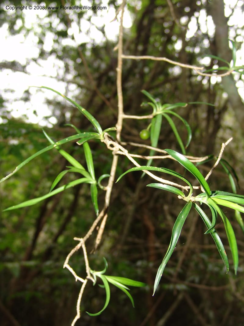 Dracaena, not coll.--Madag. Prov. Tuliar. Parc Nat. Zombitse.  13 Jan 06. 112.jpg