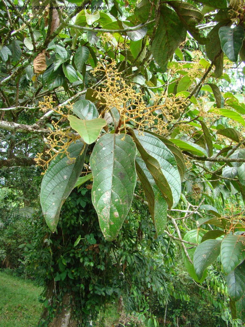 Ocotea, B. Hammel 24673--Costa Rica. Prov. Limon. Selva Bananito Lodge. 12 Apr 08. 037 (1).jpg