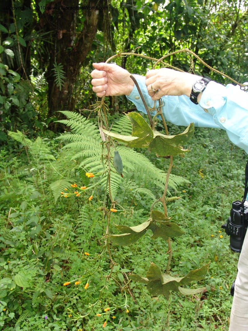 Gurania, Croat 95925--Ecuador. Edo. Pichincha. Bosque Nublado Sta. Lucia. 14 Mar 06. 395 (13).jpg