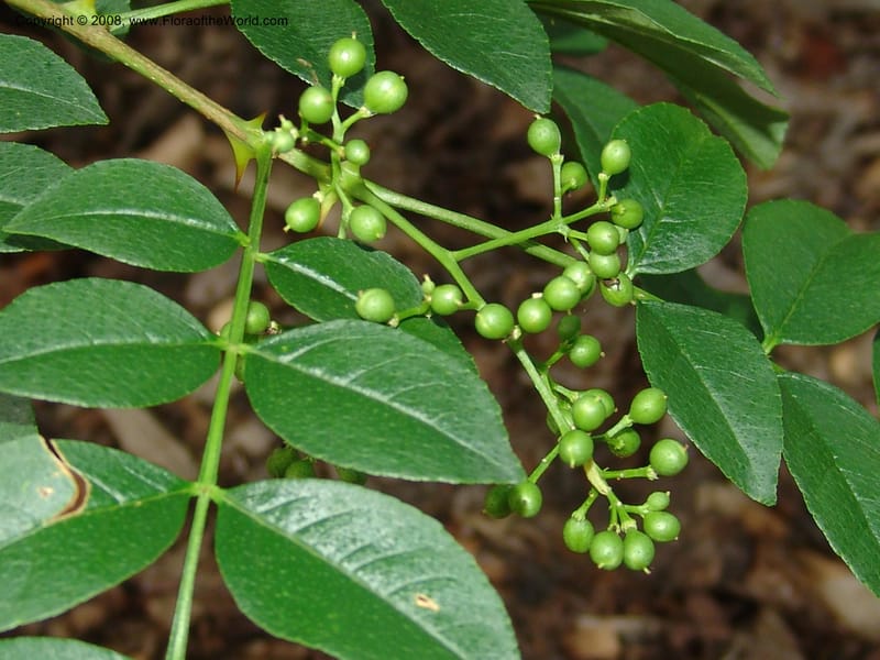 Zanthoxylum simulans--IL. Chicago. Morton Arboretum. 1 Jul 05. 156.jpg