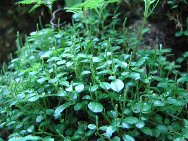 Peperomia--Kenya. Kakamega Forest. 8 Jul 04. 185.jpg