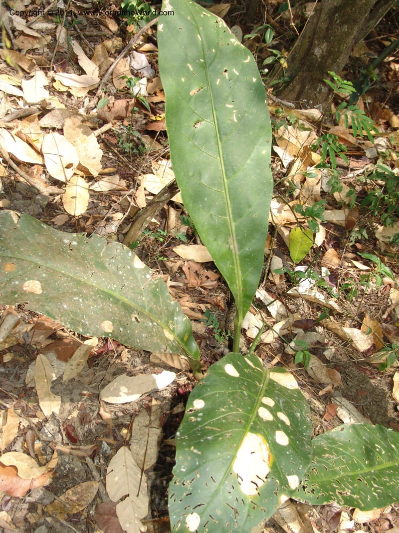 Anthurium plowmanii, AraujoM2908--Bolivia. F. Tamayo. Rio Machariapu. 17 Sep 06. 283 (5).jpg