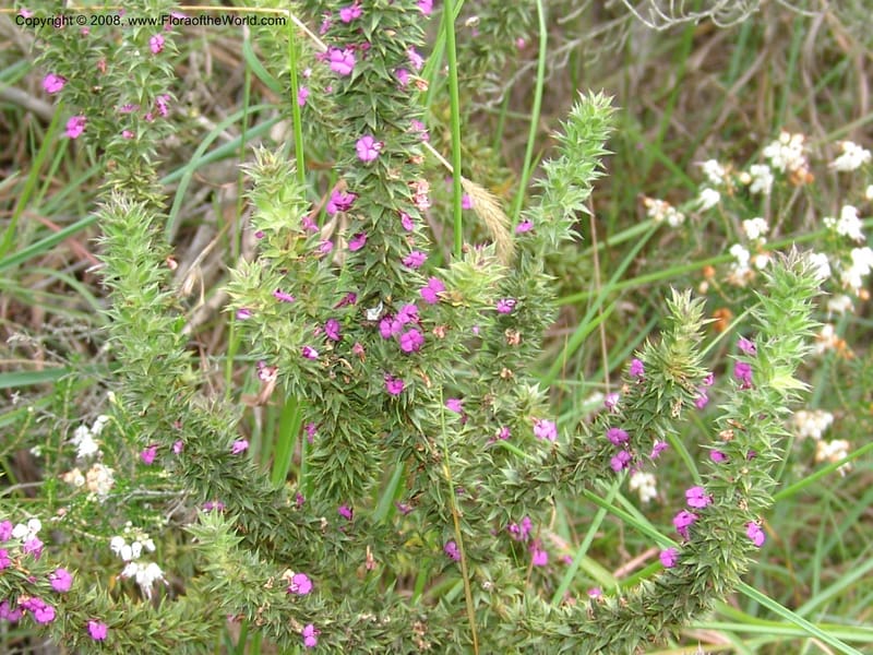 Muraltia alopecuroides--So.Africa. E. Cape. Van Stadens Wildfl. Res.. 6 Mch 05. 086.jpg
