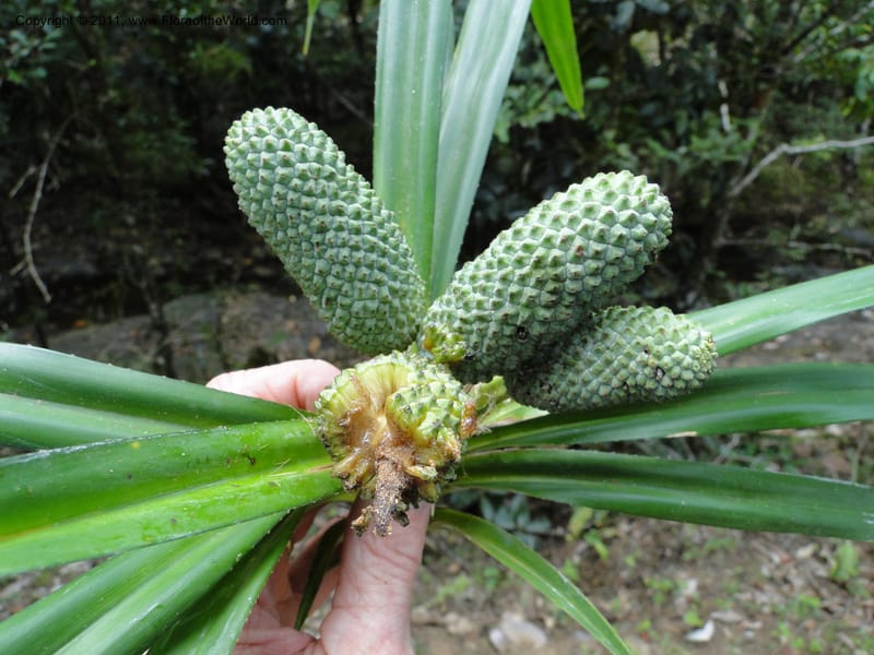 Freycinetia, M. Callmander 774--New Caledonia. Upper Tene River Valley. 19 Jan 2010. 891.JPG