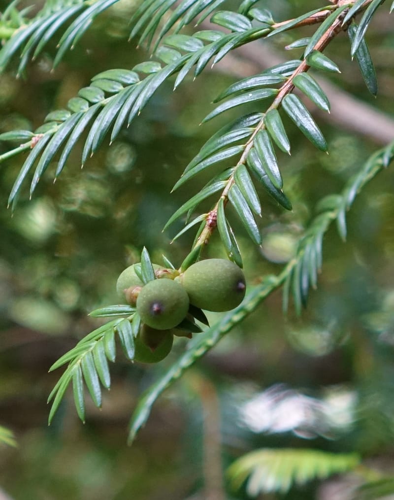 Torreya nucifera--Japan. Niigata. Trail along Sekikawa River. 29 May 2016. DSC05504 (109).JPG