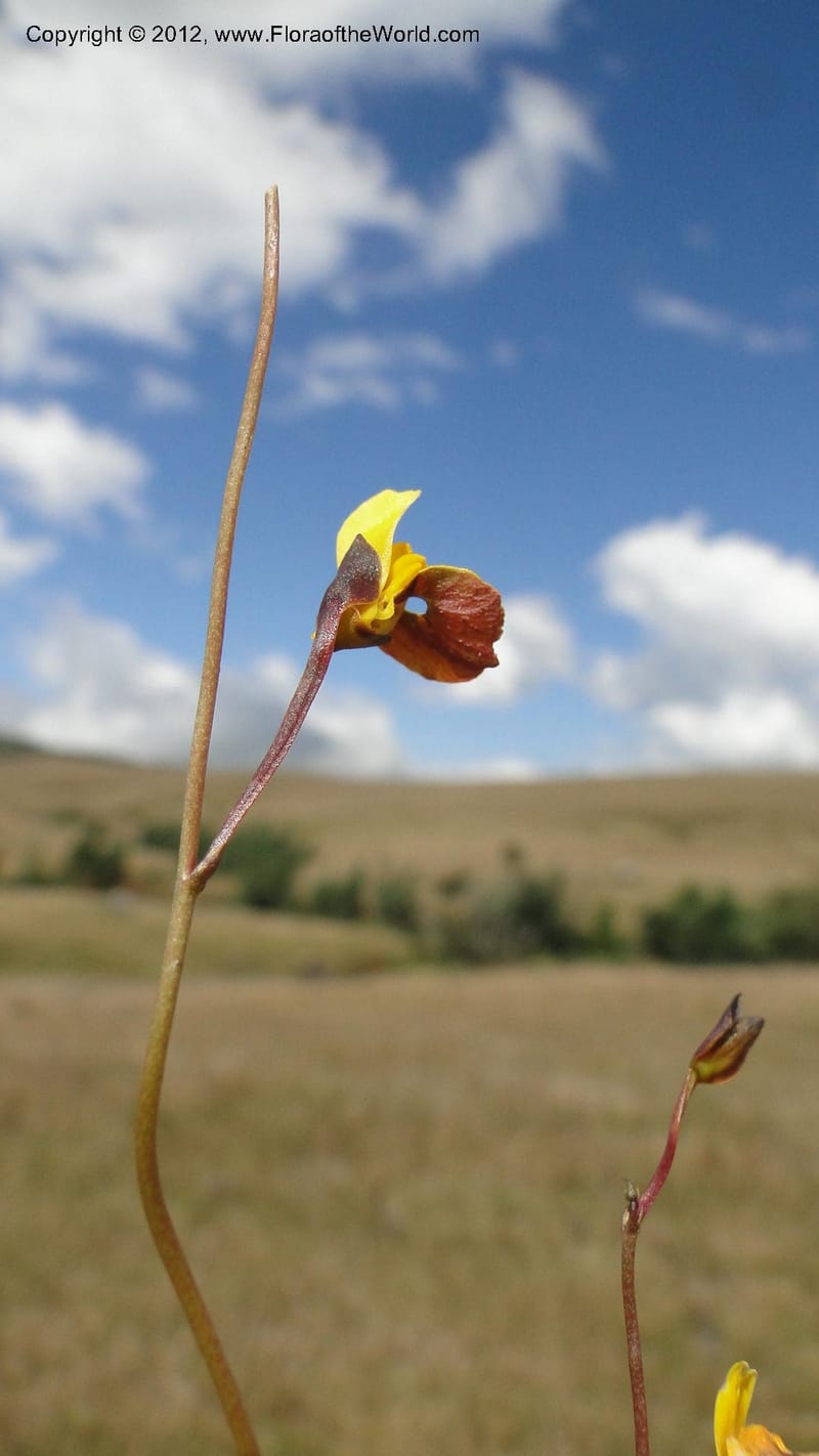 Utricularia prehensilis, N. Manjato 175--Madagascar. E of Ambositra toward Antoetra. 2 May 2010 196 (2).jpg