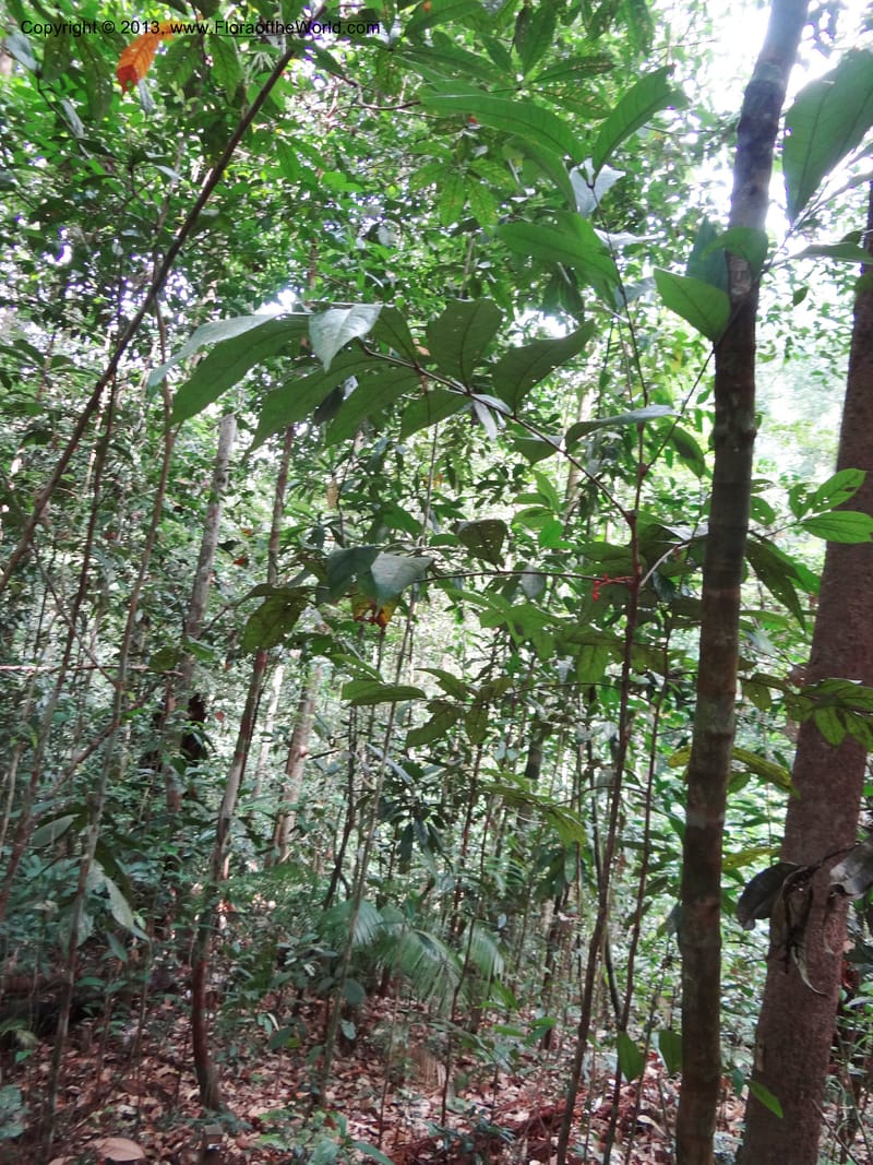 Lepisanthes, Buerki 339--Malaysia, Sabah. Kebun Cina. 12 Apr 2012. DSC08489 (16).JPG